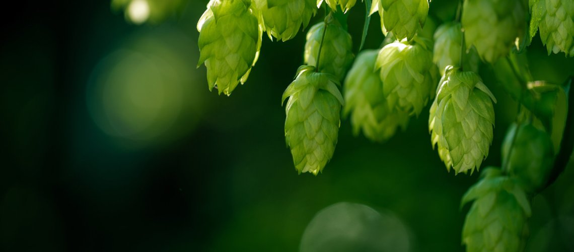 Licorice Aroma in Hops