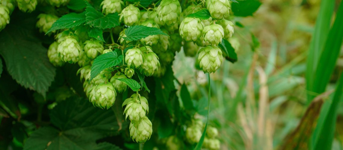 Peach Aroma in Hops