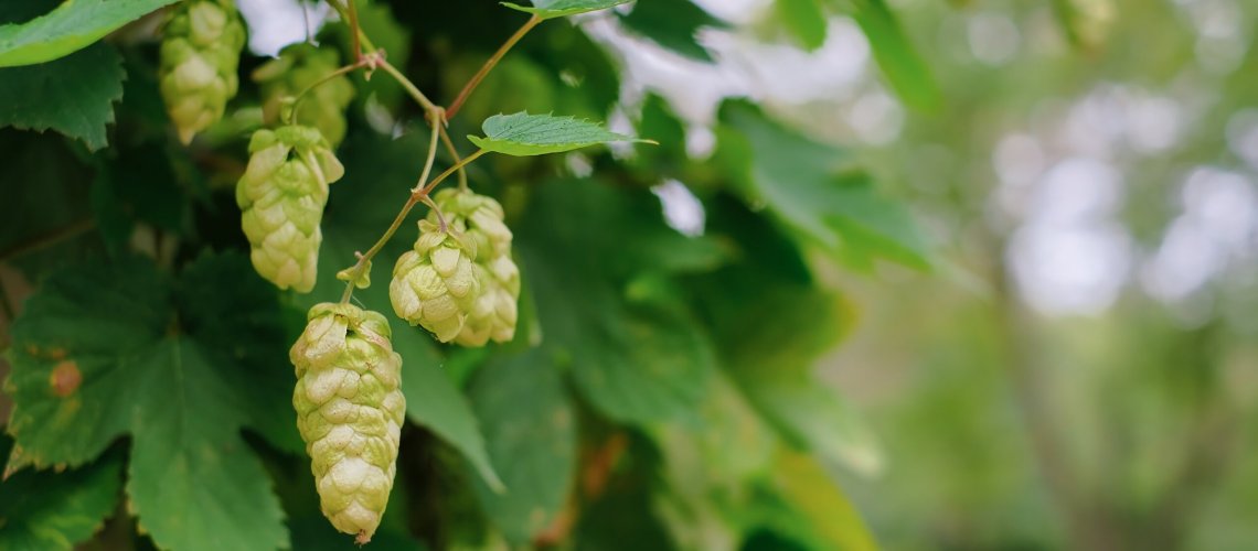 Perfume Aroma in Hops