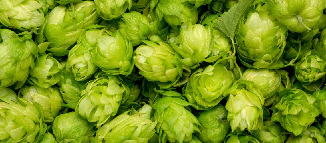 Nettle Aroma in Hops