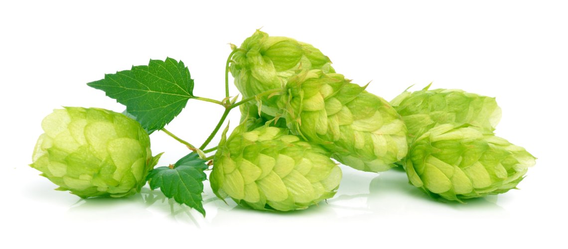 Vanilla Aroma in Hops