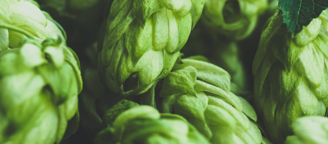 Elderberry Aroma in Hops