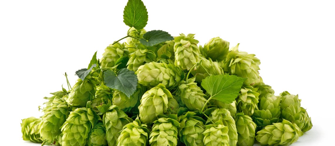 Mint Aroma in Hops