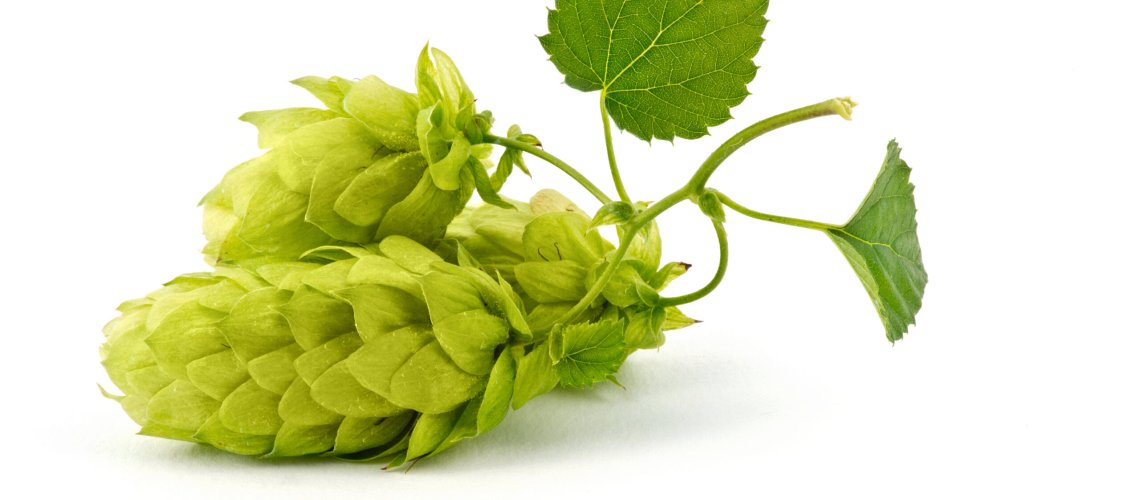 Lemon Zest Aroma in Hops