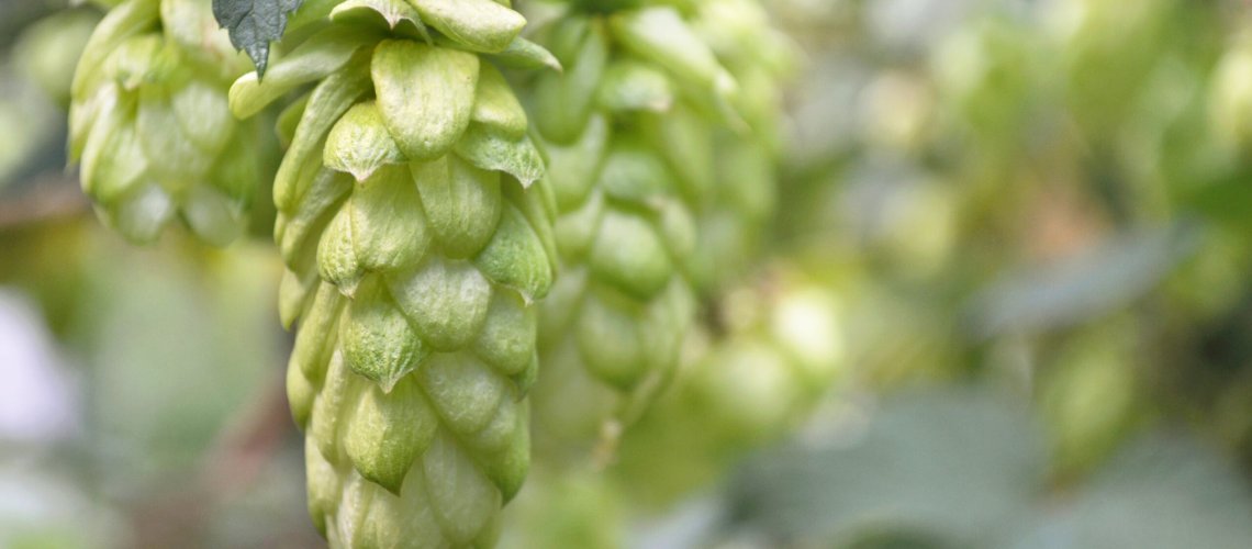 Papaya Aroma in Hops