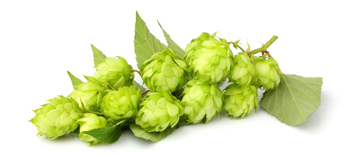 Wild Strawberry Aroma in Hops
