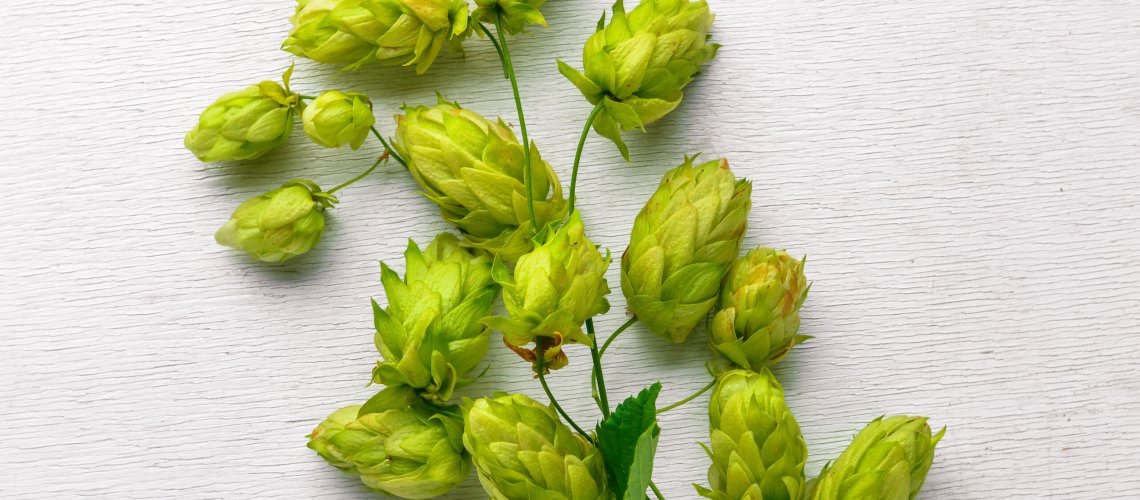 Green Tea Aroma in Hops