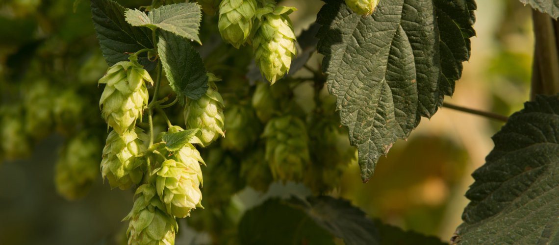 Ginger Aroma in Hops