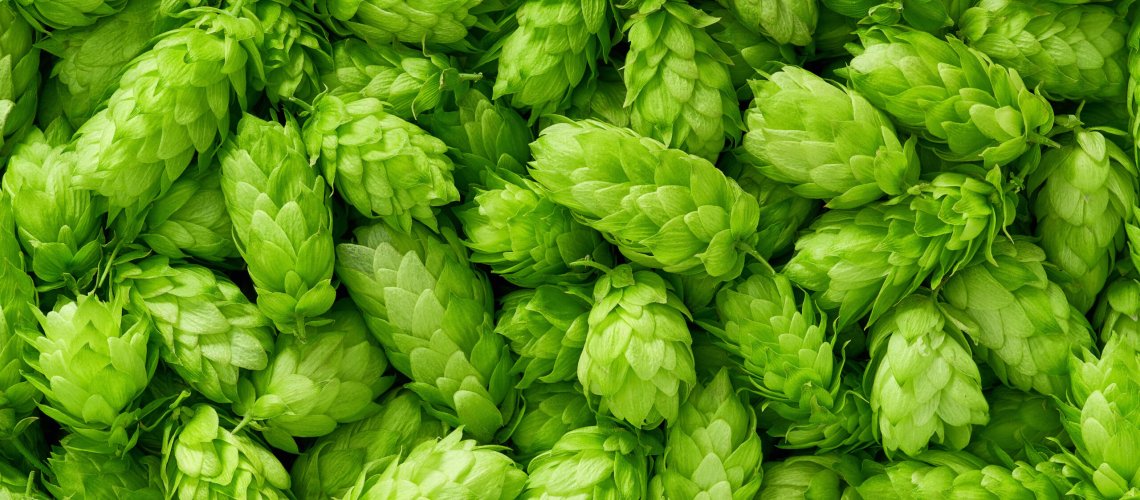 Balsamic Aroma in Hops